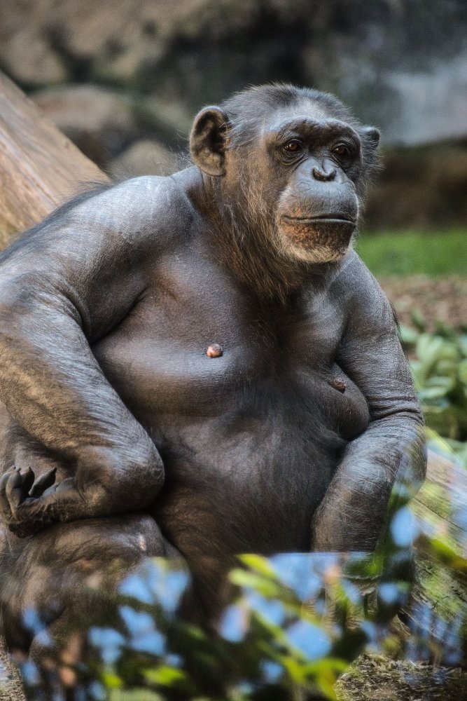 Šimpanz jako zástupná ilustrace bonobo chování v přírodě