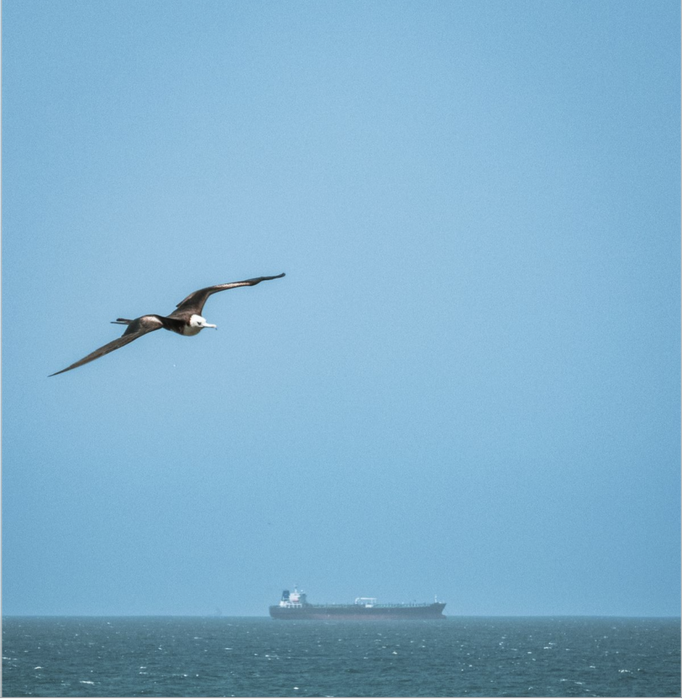 Albatros nad oceánem